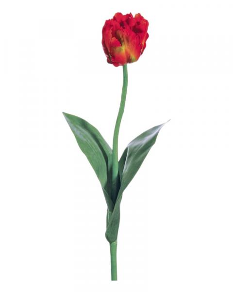 Parrot Tulip Spray 24" Re/to