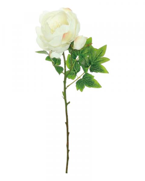 Peony W/bud 24" Cream