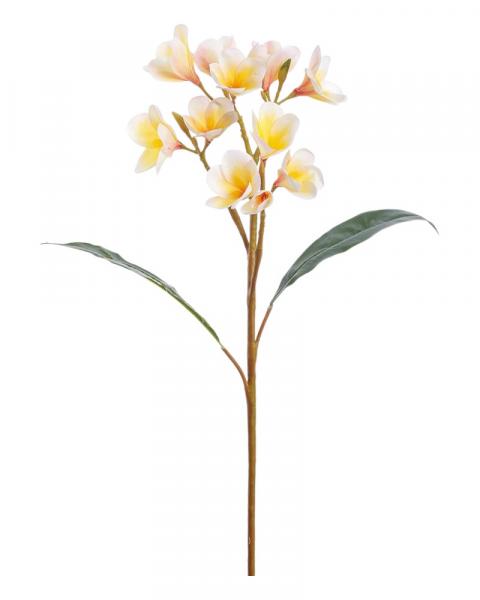 Plumeria Spray 28" Cream