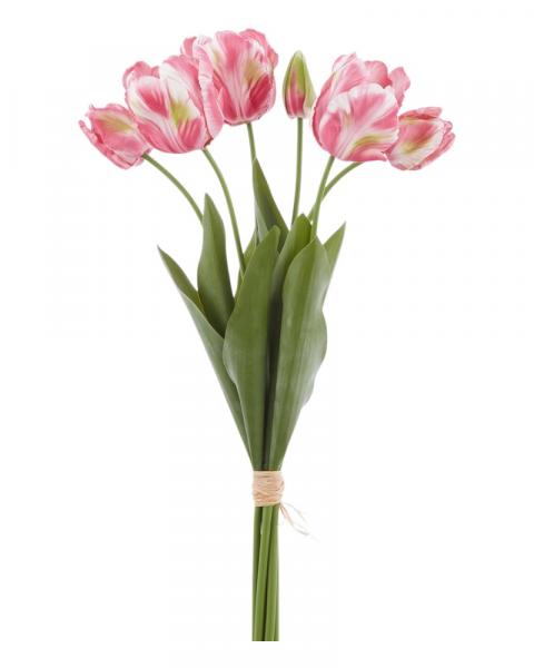 Parrot Tulip Bundle 24" Bb/gr