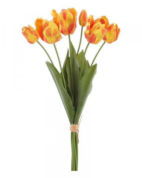 Parrot Tulip Bundle 24" Flame