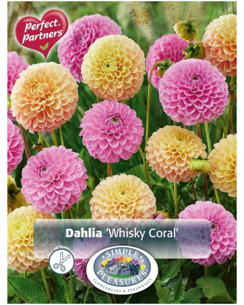 Dahlia Pkg of 2 Whisky Coral