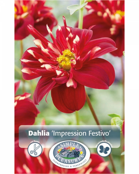 Dahlia Pkg of 1 Impression Festivo
