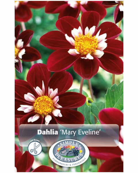 Dahlia Pkg of 1 Mary Eveline