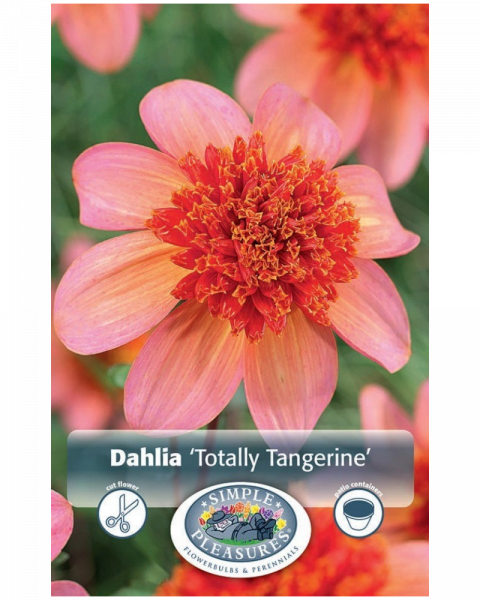 Dahlia Pkg of Totally Tangerine Blend