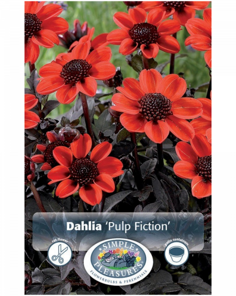 Dahlia Pkg of 1 Dark Leaf Pulp Fiction