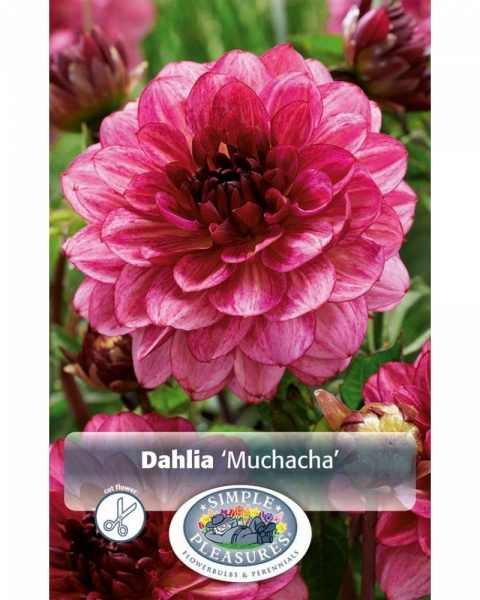 Dahlia Pkg of 1 Decorative Muchacha
