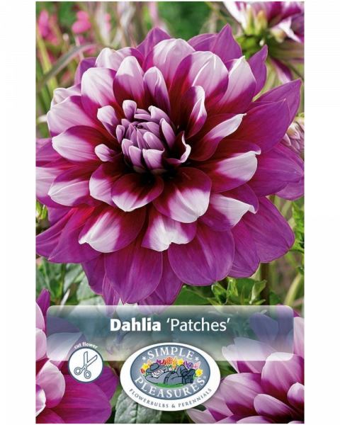 Dahlia Pkg of 1 Decorative Patches
