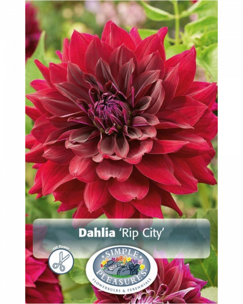 Dahlia Pkg of 1 Decorative Rip City