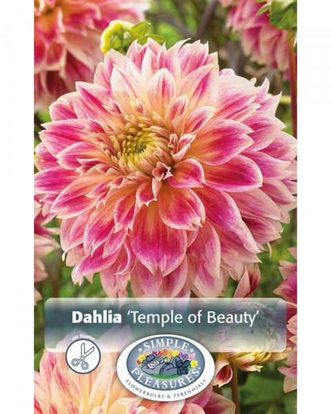 Dahlia Pkg of 1 Dec Temple of Beauty
