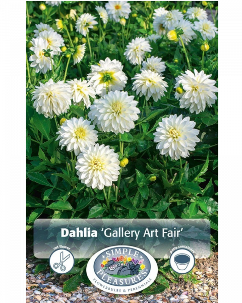 Dahlia Pkg of 1 Dinnerplate Gallery Art Fair