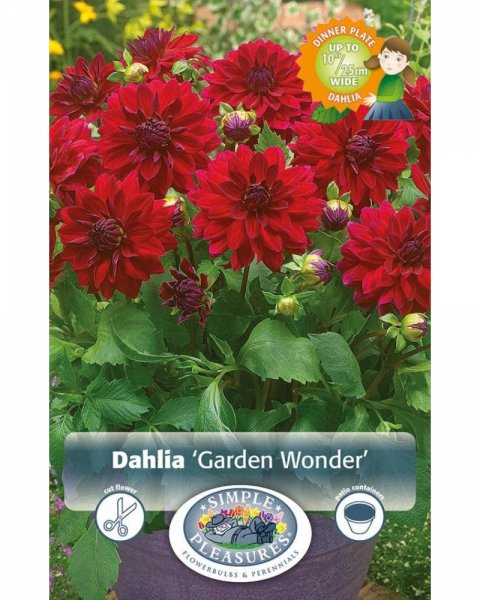 Dahlia Pkg of 1 Dinnerplate Garden Wonder