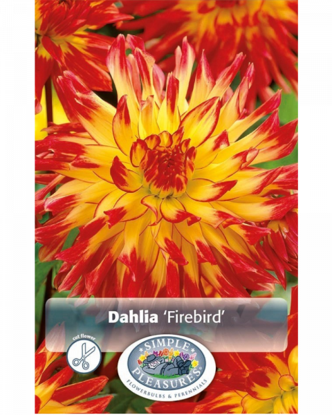 Dahlia pkg of 1  Semi Cactus Firebird