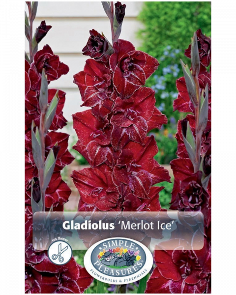 Gladiolus Pkg of 10 Merlot Ice