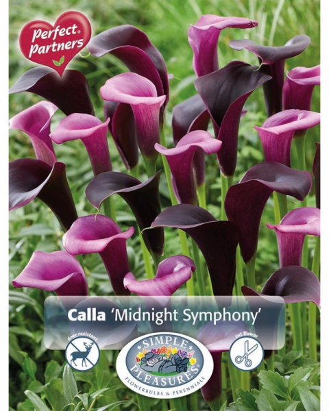 Calla Pkg of 3 Midnight Symphony