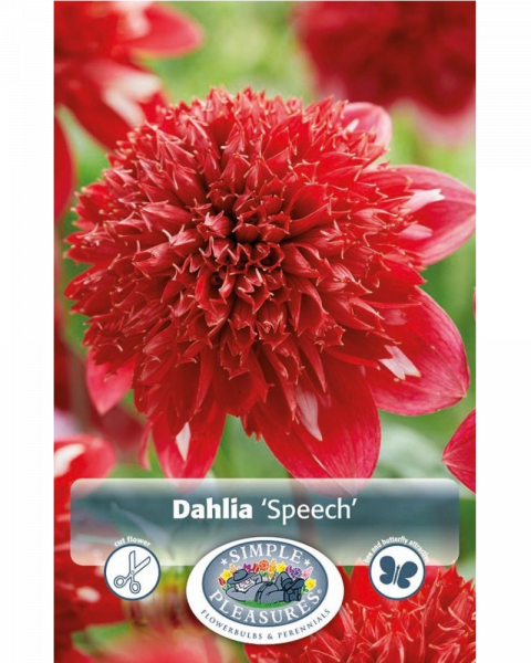 Dahlia Pkg of 1 Speech