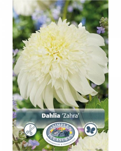 Dahlia Pkg of 1 Zahra