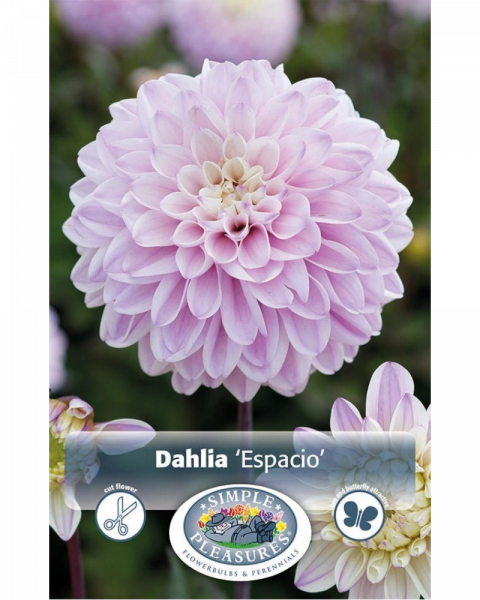 Dahlia Pkg of 1 Dark Leaf Espacio