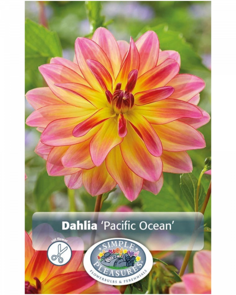 Dahlia Pkg of 1 Decorative Pacific Ocean