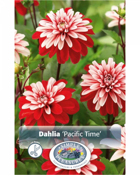 Dahlia Pkg of 1 Dec Pacific Time