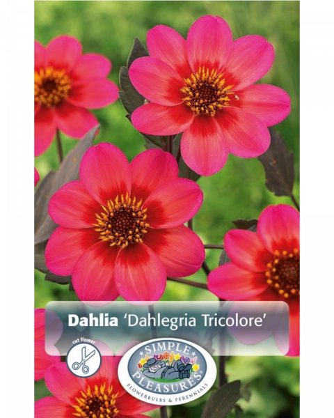 Dahlia Pkg of 1 Dahlegria Tricolore