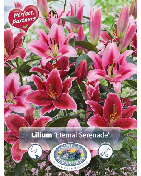 Lily Oriental Pkg of 4 Eternal Serenade Blend