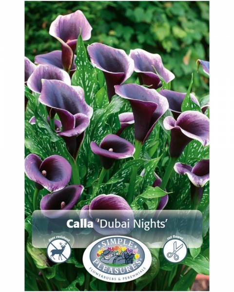 Calla Pkg of 1 Dubia Nights