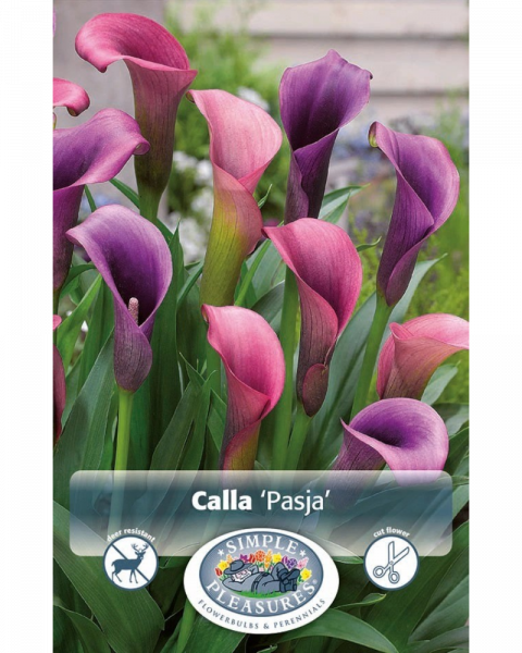 Calla Pkg of 1 Pasja