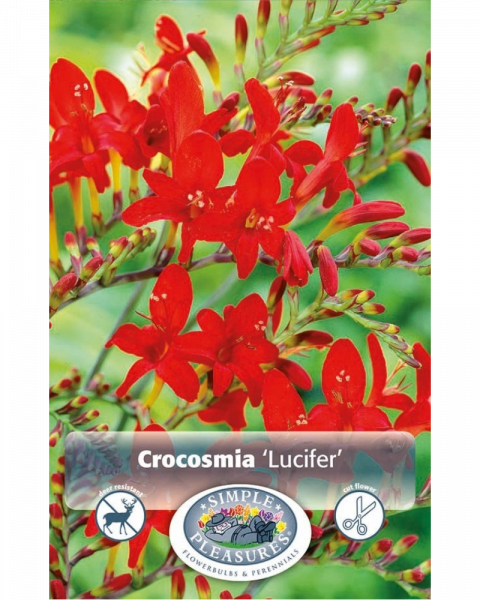 Croscosmia Pkg of 8 Lucifer