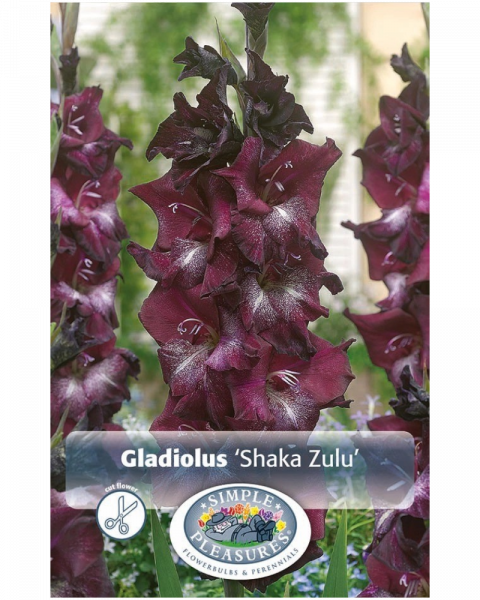 Gladiolus Pkg of 10 Shaka Zulu