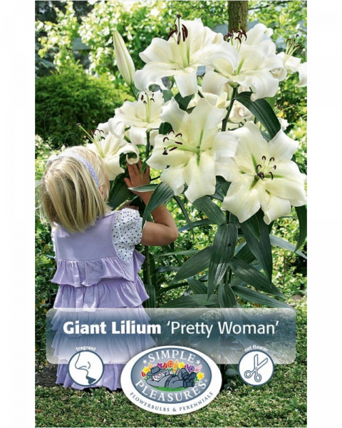 Lily Hybrid Pkg of 2 Giant Pretty Woman