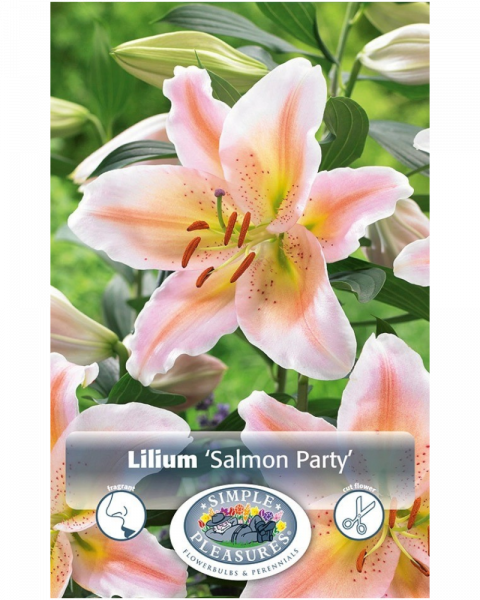 Lily Oriental Pkg of 2 Salmon Party