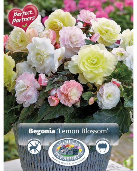 Begonia Pkg of 4 Lemon Blossom