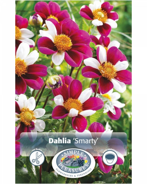 Dahlia Pkg of 1 Dec Smarty