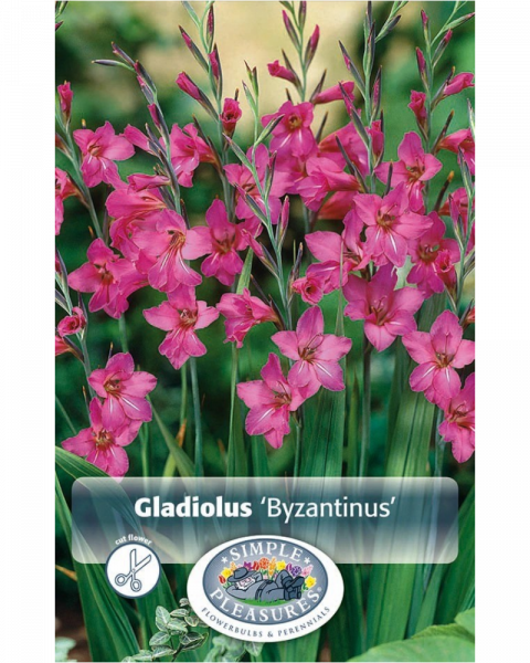 Gladiolus Pkg of 10 Byzantinus