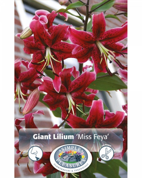 Lily Hybrid Pkg of 2 Giant Miss Feya