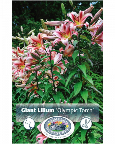 Lily Hybrid Pkg of 2 Giant Olympic Torch