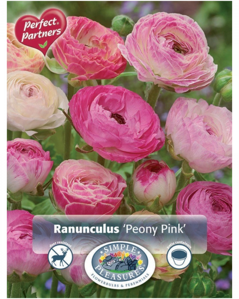Ranunculus Pkg of 20 Peony Pink
