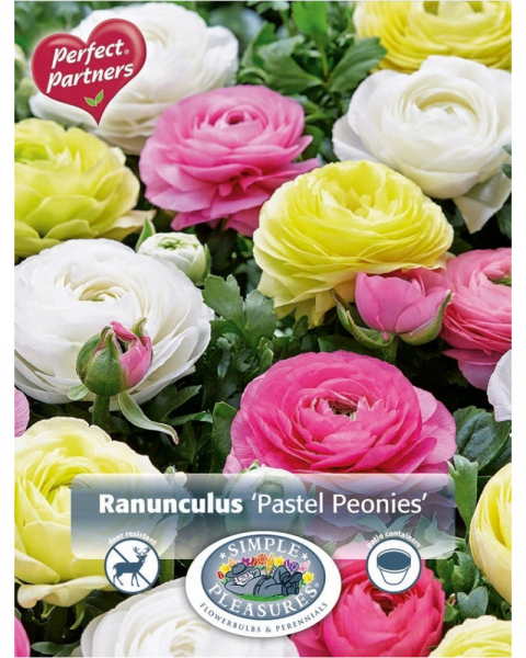 Ranunculus Pkg of 20 Pastel Peonies