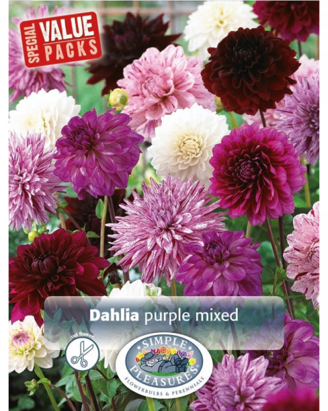 Dahlia Value Pack pkg of 3 Purple Mix
