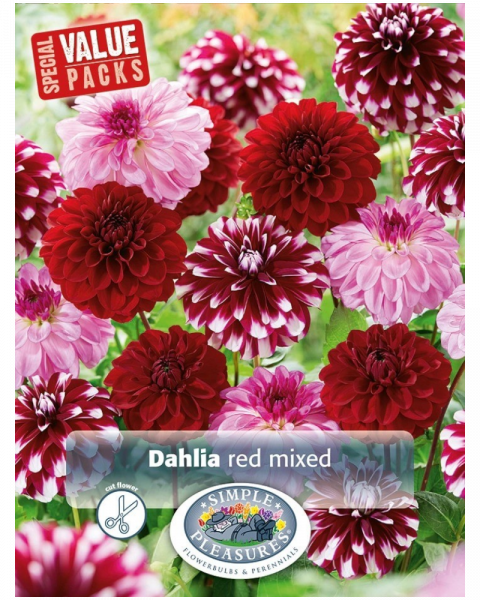 Dahlia Value Pack Pkg of 3 Red Mix