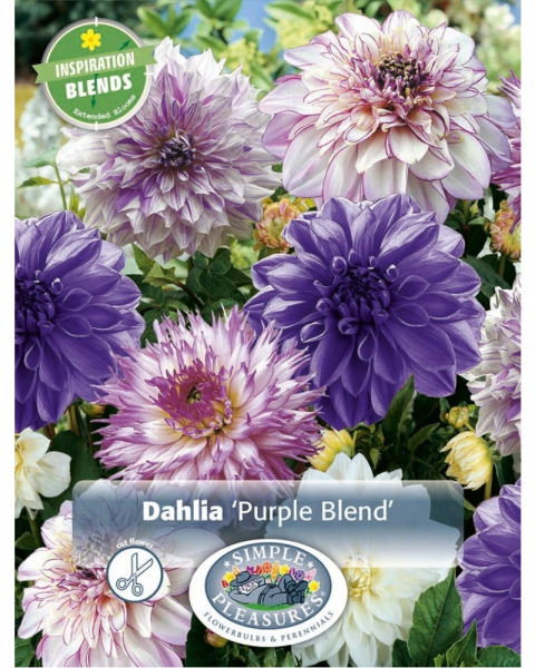 Dahlia Pkg of 4 Purple Blend