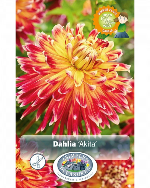 Dahlia Pkg of 1 Dinnerplate Akita