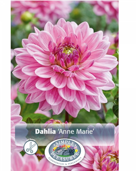 Dahlia Pkg of 1 Dec Anne Marie