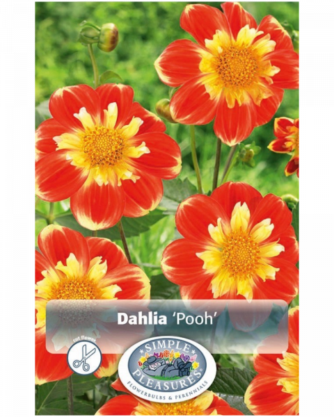 Dahlia Pkg of 1 Collarette Pooh