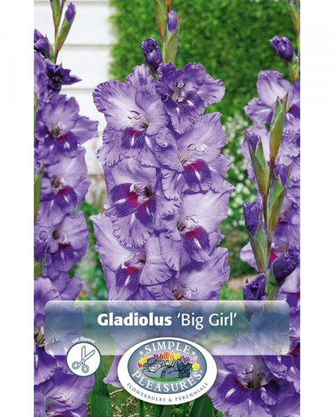 Gladiolus Pkg of 10 Big Girl