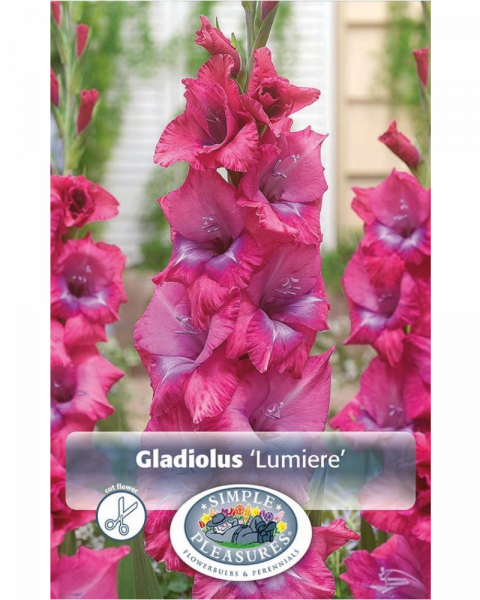 Gladiolus Pkg of 8 Lumiere