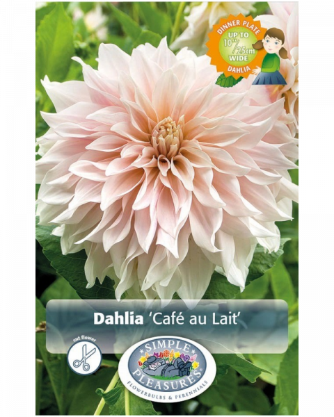 Dahlia Pkg of 1 Dinnerplate Cafe Au Lait