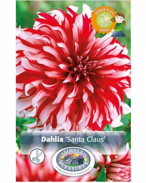 Dahlia Pkg of 1 Dinnerplate Santa Claus