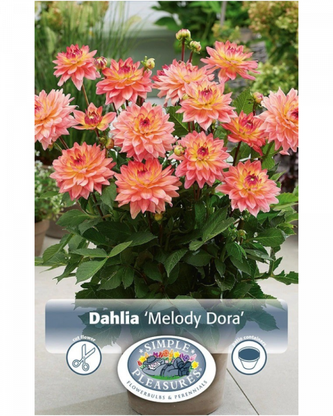 Dahlia Pkg of 1 Dec Melody Dora
